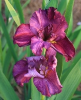 Cyclamint Louisiana Iris (Fuchsia, Midseason), Iris x 'Cyclamint'